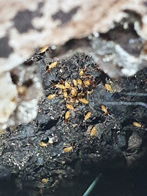 PrimeClean Pest Control. photo 3