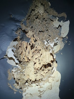 PrimeClean Pest Control. project 6