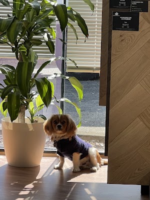 Primecon | Timber Flooring Melbourne project 5