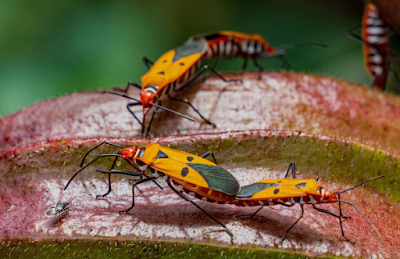 Pro Pest Control Melbourne work 2