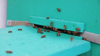 Pro Pest Control Melbourne work 4