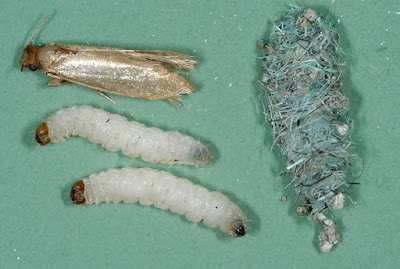 Probest Pest Control work 4