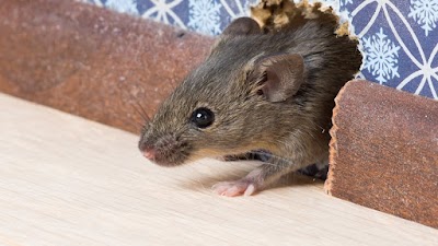 Probest Pest Control project 5