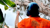 Proper Tree Care