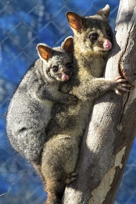 Protech Pest Control work 4