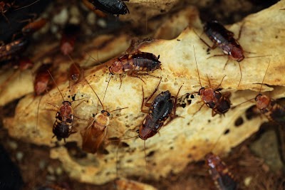 Protech Pest Control project 5