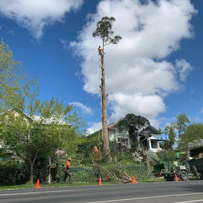 Rapid Tree Solutions work 2