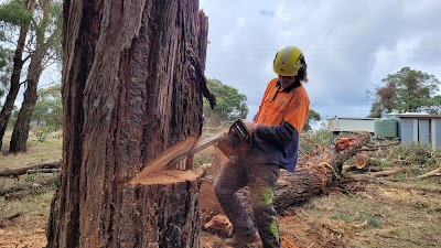 Rapid Tree Solutions work 4