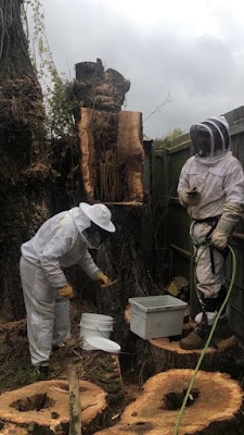 Rapid Tree Solutions project 6