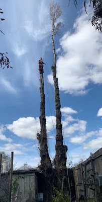 Rapid Tree Solutions work 1