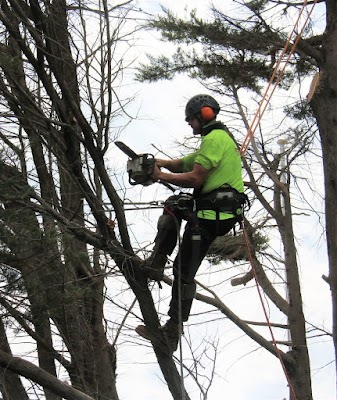 Redback Tree Services Bayside photo 2