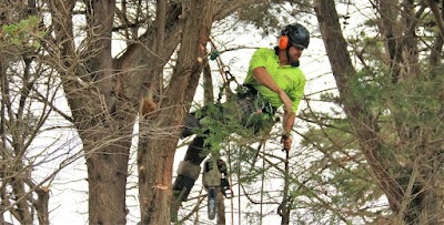 Redback Tree Services Bayside photo 1