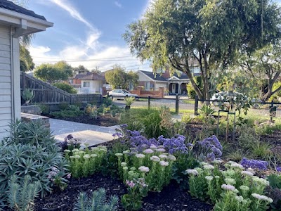 Redwood Landscapes work 1