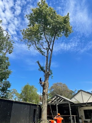 Reiners Tree Services Bentleigh photo 2