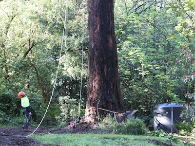 Reiners Tree Services Bentleigh photo 3