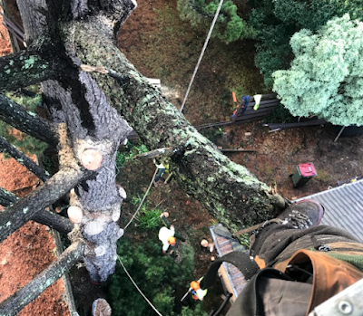 Reiners Tree Services Bentleigh project 5