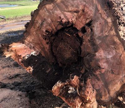 Reiners Tree Services Bentleigh project 6