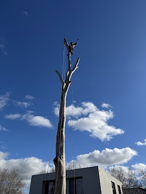 Richmond Tree Specialists photo 2