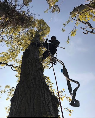Richmond Tree Specialists photo 3