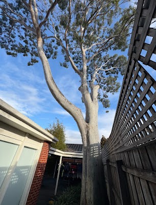 Richmond Tree Specialists project 4