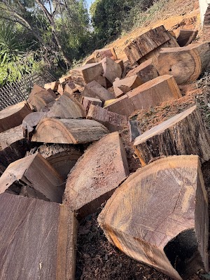 Richmond Tree Specialists project 5