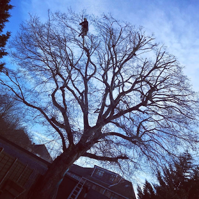 Richmond Tree Specialists project 6
