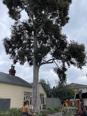 Richmond Tree Specialists photo 1