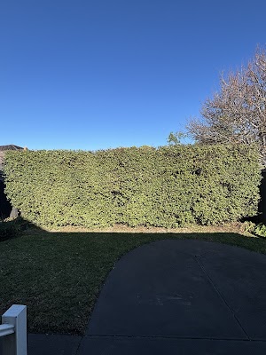 ROCKY'S TREE AND STUMP REMOVAL project 5