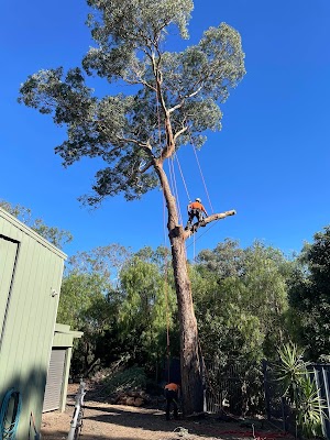 Royal Tree Services photo 3
