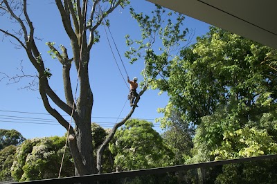 Royal Tree Services photo 1