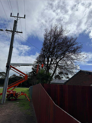 Rutherford Trees project 6