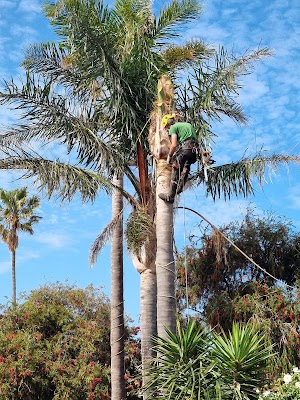 SA Tree Recyclers work 3