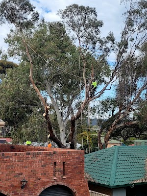 SA Tree Recyclers work 4