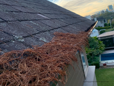 SGC Sydney Gutter Cleaning