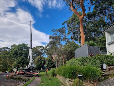 Shane's Trees photo 2