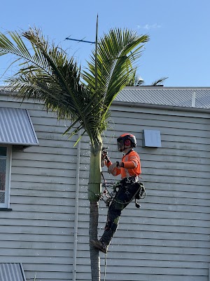 Shane's Trees photo 3