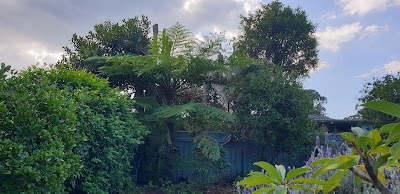 Shane's Trees project 6