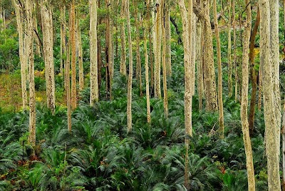 Shaun's Floors work 4