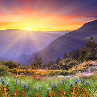 Silverfern Landscaping