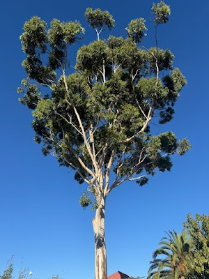 South Coast Tree Services photo 3