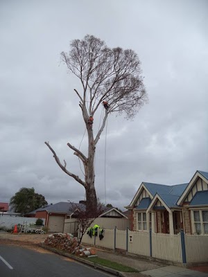 South Coast Tree Services project 6