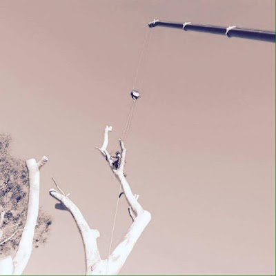 South Coast Tree Services