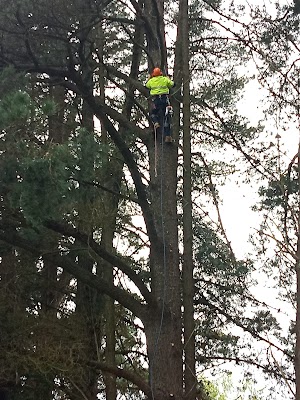Southern Arborists photo 2