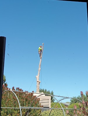 Southern Arborists photo 3