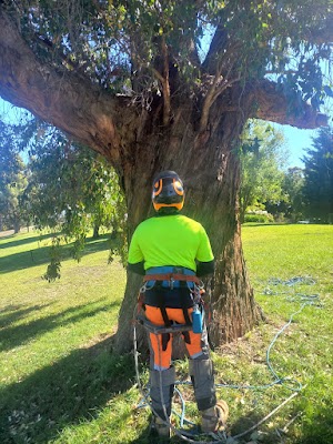 Southern Arborists project 4