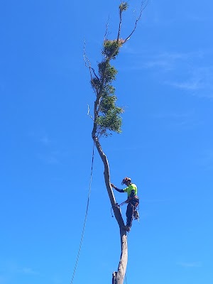 Southern Arborists