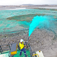 Spray Grass Australia