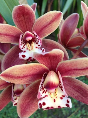 Steadfast Horticultural Services photo 1