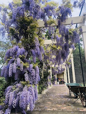 Steadfast Horticultural Services project 4