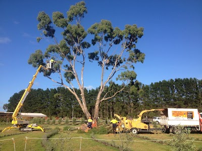 Surfcoast Tree Services photo 2
